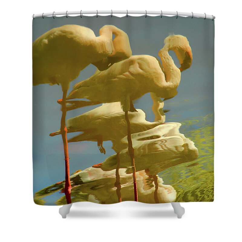 Flamingo Shower Curtain featuring the photograph Flummoxed Flamingos by Donna Blackhall