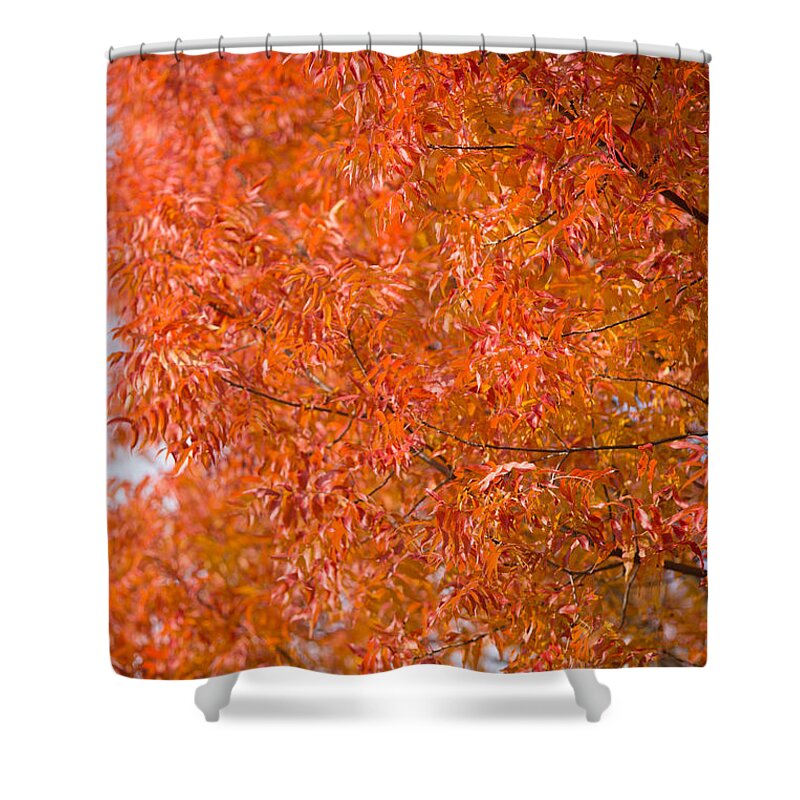 Fall Shower Curtain featuring the photograph Flustered Forrest by Digiblocks Photography