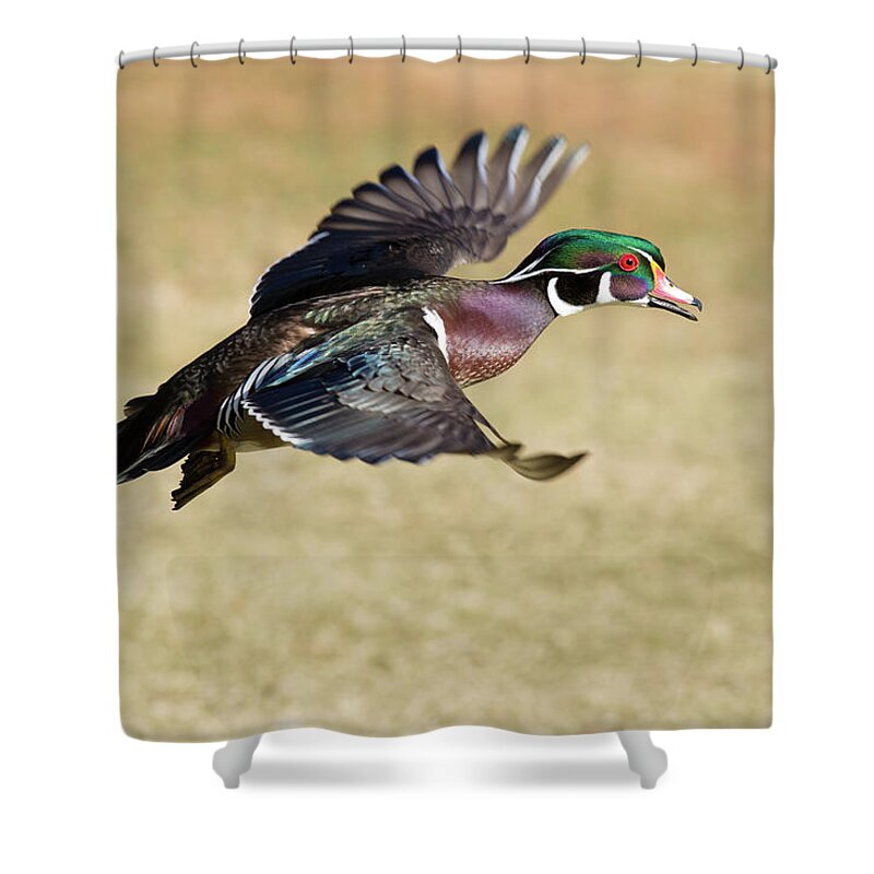 Fly Away Shower Curtain featuring the photograph Fly Away by Lynn Hopwood