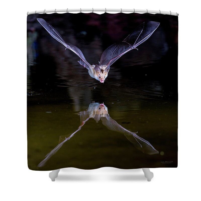 Bat Shower Curtain featuring the photograph Flying Bat with Reflection by Judi Dressler