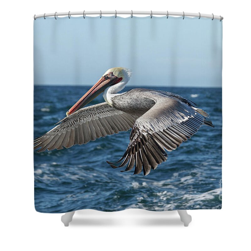 Pelican Shower Curtain featuring the photograph Flying Brown Pelican by Robert Bales
