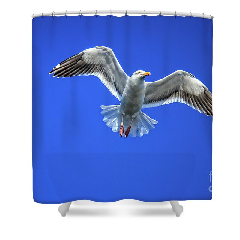 Bird Shower Curtain featuring the photograph Flying Gull by Robert Bales