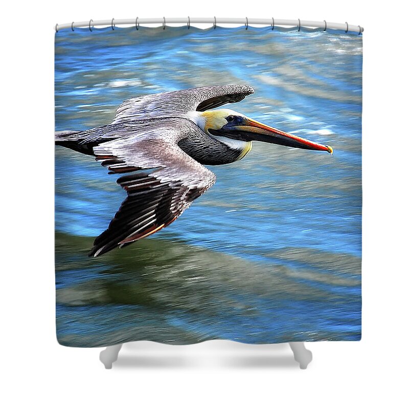 Flying Pelican Shower Curtain featuring the photograph Flying Pelican by Peg Runyan