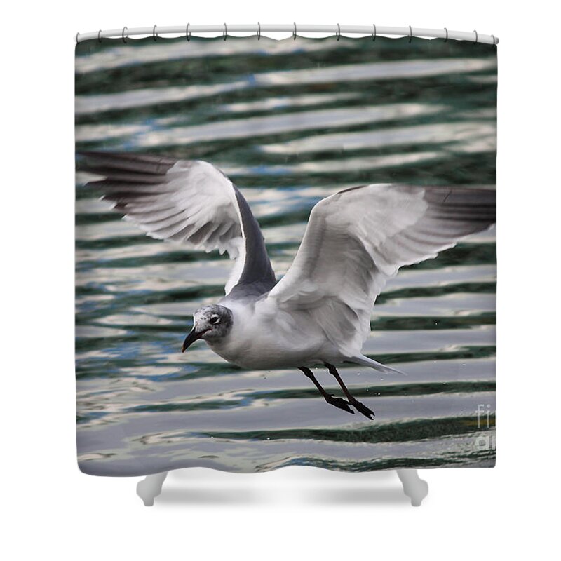Flying Seagull Shower Curtain featuring the photograph Flying Seagull by Carol Groenen