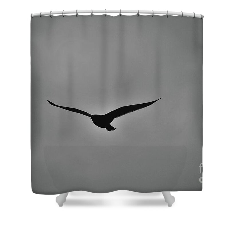 Bird Shower Curtain featuring the photograph Flying Silhouette by Lori Tambakis