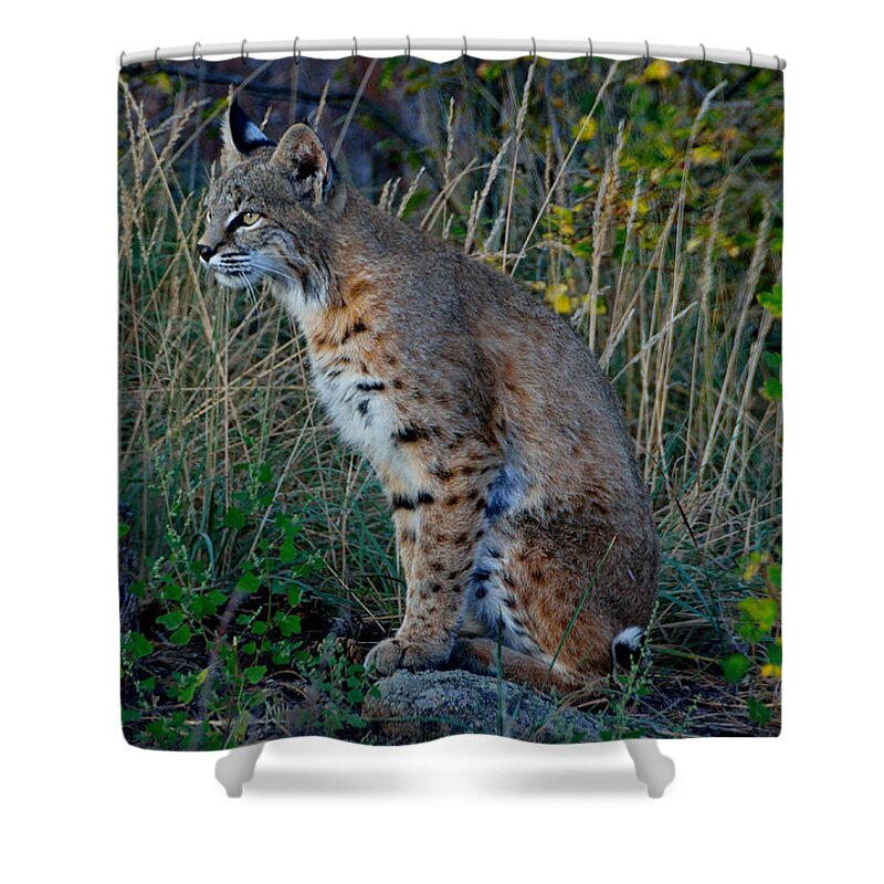 Bobcat Shower Curtain featuring the photograph Focused On the Hunt by Tranquil Light Photography