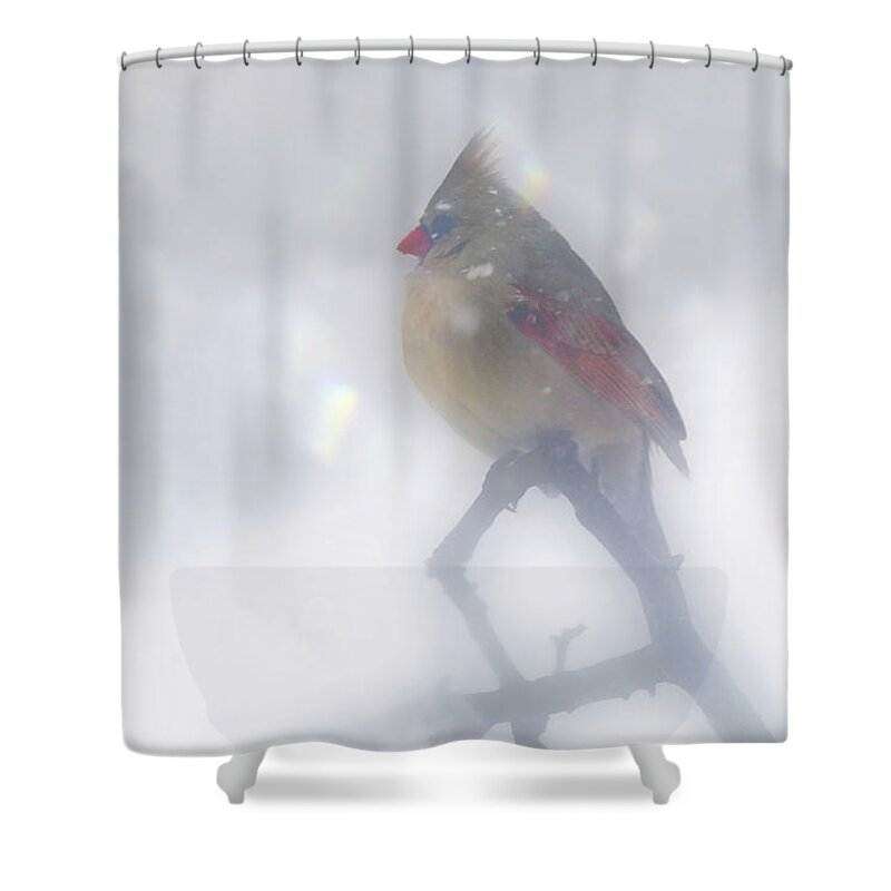 Female Shower Curtain featuring the photograph Fog by Jackson Pearson