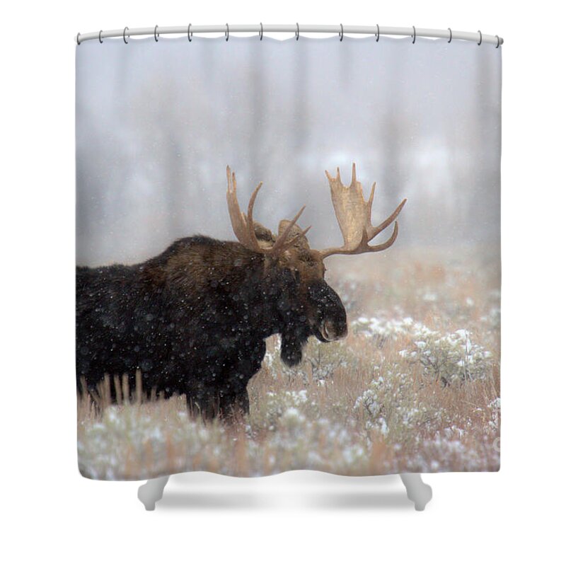Moose Shower Curtain featuring the photograph Foggy Moose Silhouette by Adam Jewell