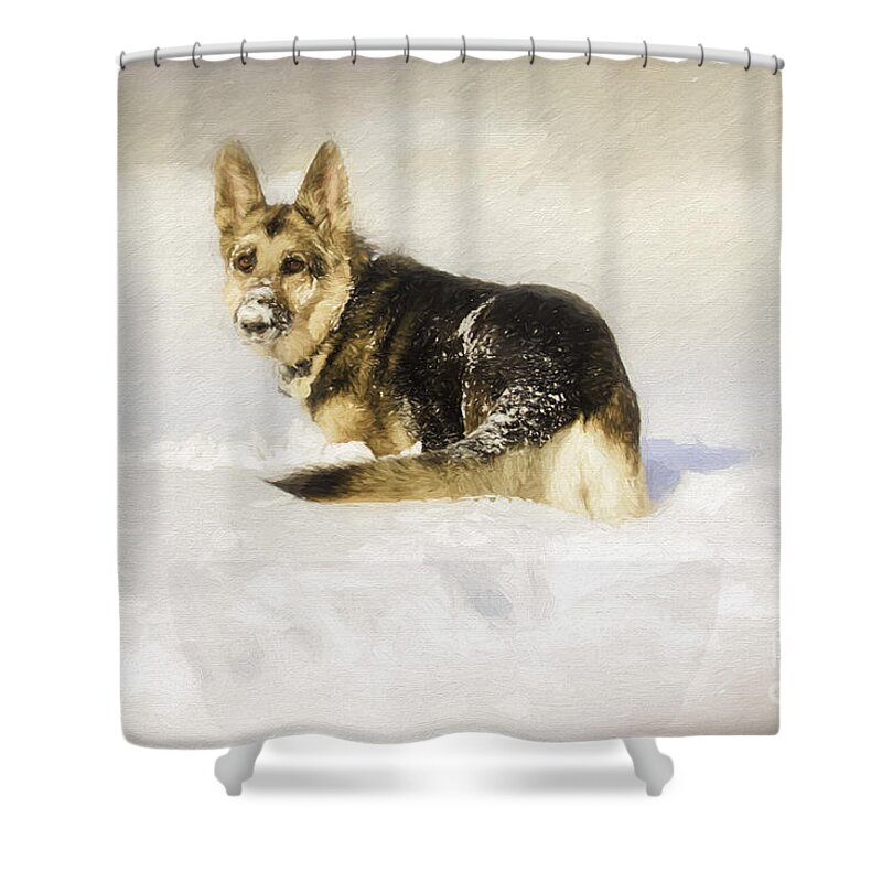 German Shepherd Shower Curtain featuring the photograph Follow Me by Eleanor Abramson