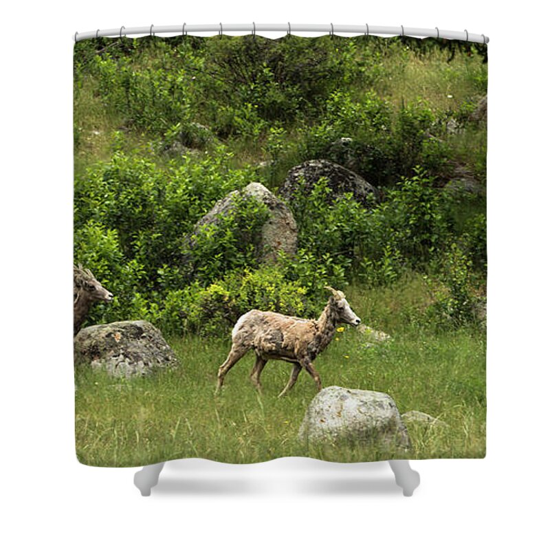 Rocky Shower Curtain featuring the photograph Follow the Leader by Sean Allen