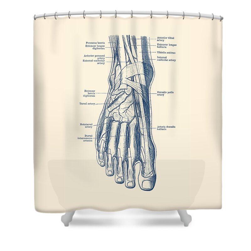 Veins Shower Curtain featuring the drawing Foot Diagram - Human Circulatory System by Vintage Anatomy Prints