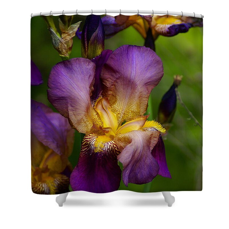 Flowers Shower Curtain featuring the photograph For the Love of Iris by Ben Upham III
