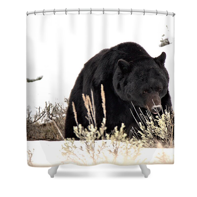 Black Bear Shower Curtain featuring the photograph Foraging Through The Northern Range Snow by Adam Jewell