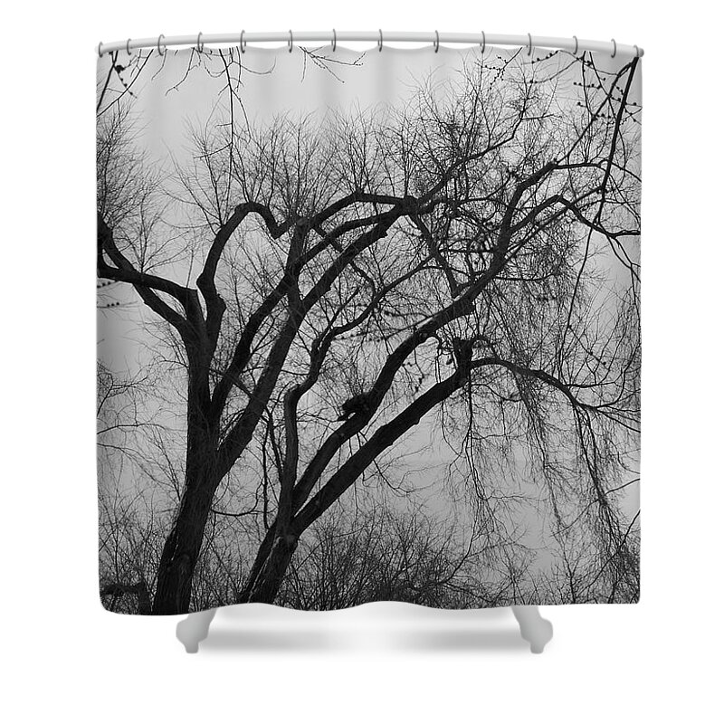 Tree Shower Curtain featuring the photograph Foreboding by Michelle Miron-Rebbe