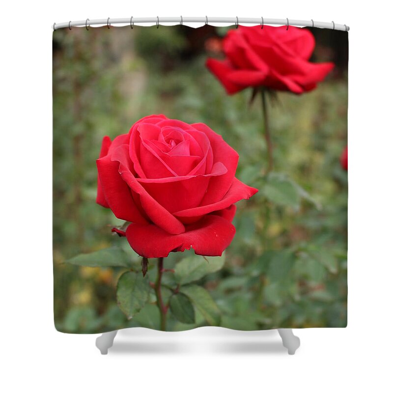 Flowers Shower Curtain featuring the digital art Foreground Love by Linda Ritlinger