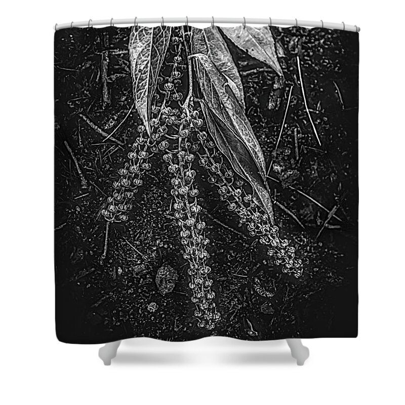 Appalachia Shower Curtain featuring the photograph Forest Botanicals in Black and White by Debra and Dave Vanderlaan
