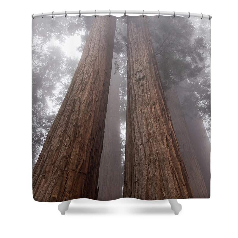 Sequoia National Park Shower Curtain featuring the photograph Forest Dream by Peggy Hughes