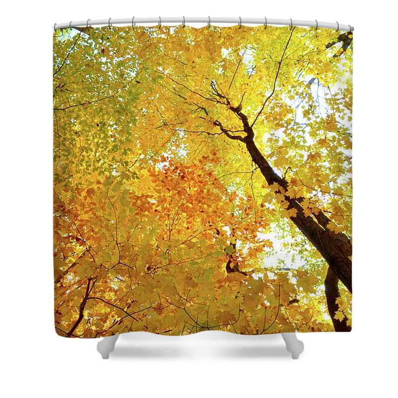 Abstract Shower Curtain featuring the photograph Forest Fall Yellow by Lyle Crump