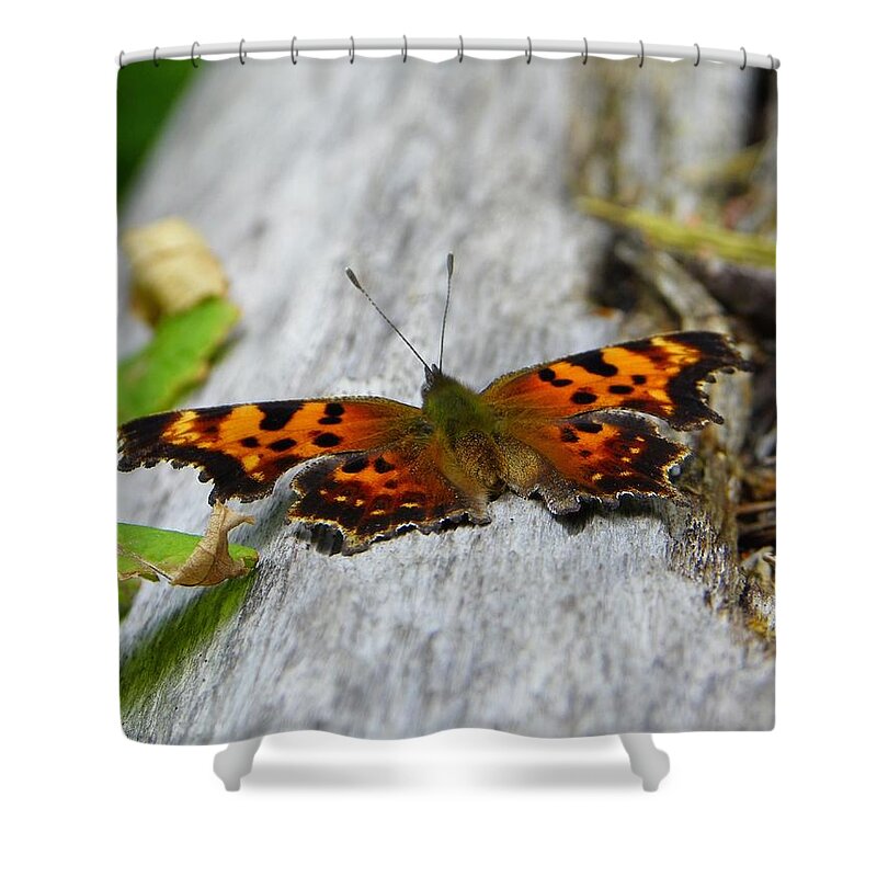 Butterfly Shower Curtain featuring the photograph Forest Fritillary by KD Johnson