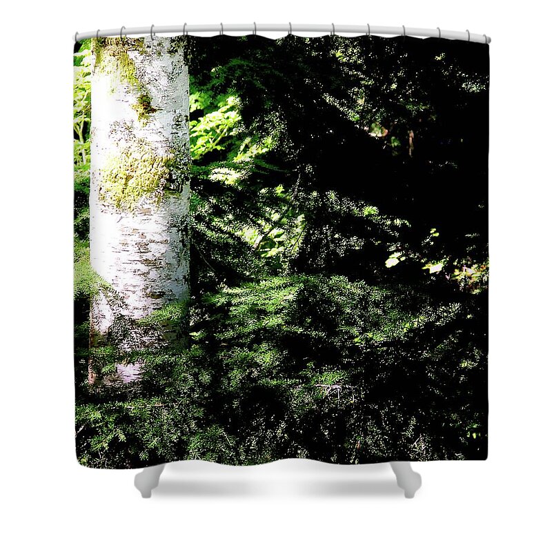 Forest Shower Curtain featuring the photograph Forest Glow by Blair Wainman