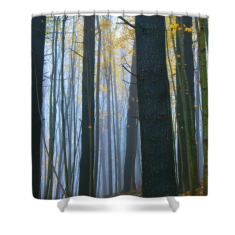  Shower Curtain featuring the photograph Forest in Fog by Polly Castor