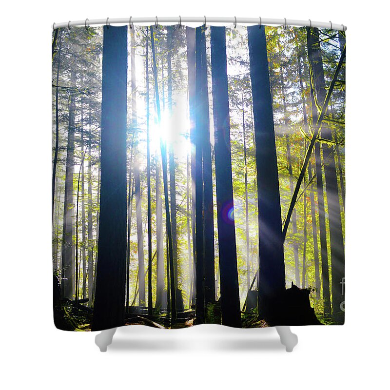 Forest Shower Curtain featuring the photograph Forest Light Rays by Brian O'Kelly