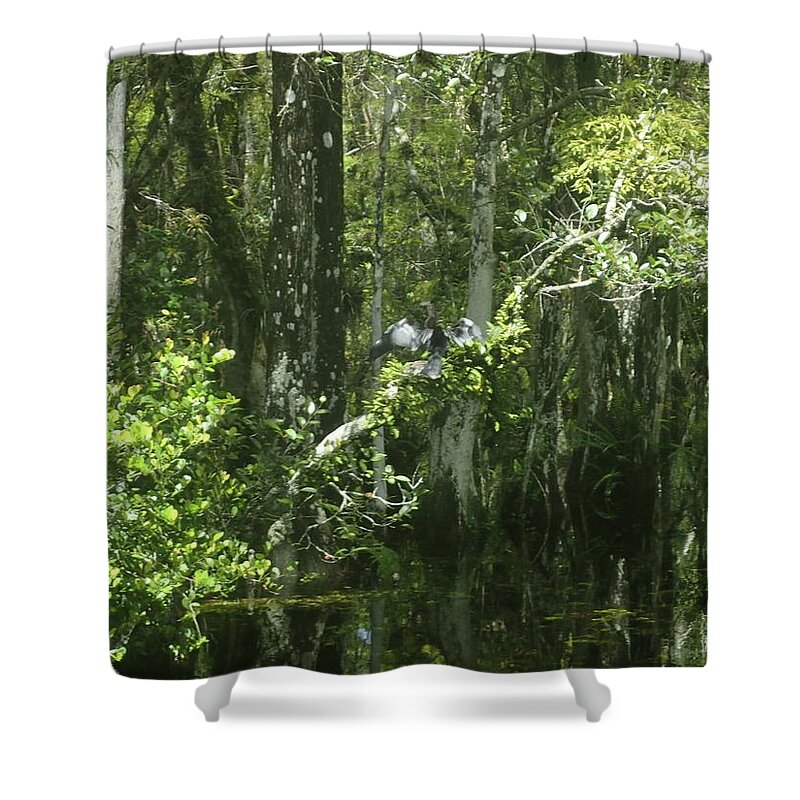 Cyprus Shower Curtain featuring the photograph Forest of the Swamp by Denise Cicchella