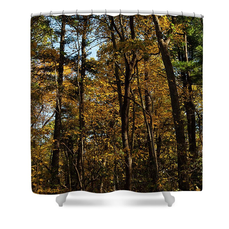Old Brokville New York Shower Curtain featuring the photograph Forest Old Brookville by William Kimble