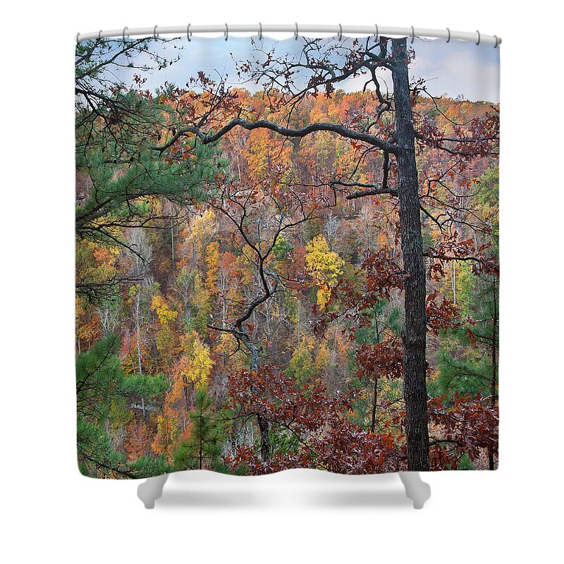 Autumn Shower Curtain featuring the photograph Forest by Tim Fitzharris