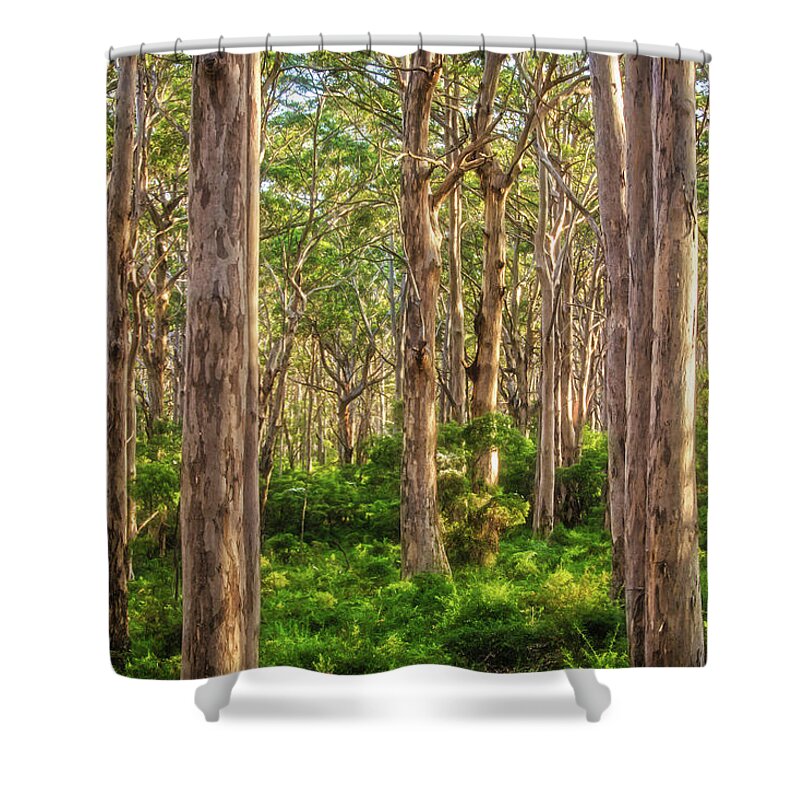 Mad About Wa Shower Curtain featuring the photograph Forest Twilight, Boranup Forest by Dave Catley