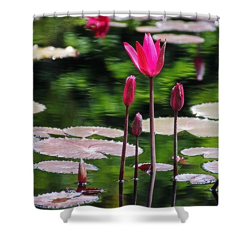 Water Lily Shower Curtain featuring the photograph Forever and a Day by Michiale Schneider