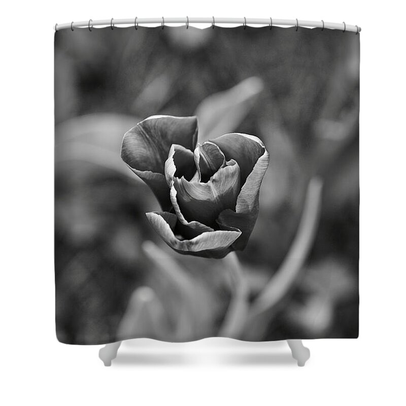 Tulip Shower Curtain featuring the photograph Form by Lara Morrison