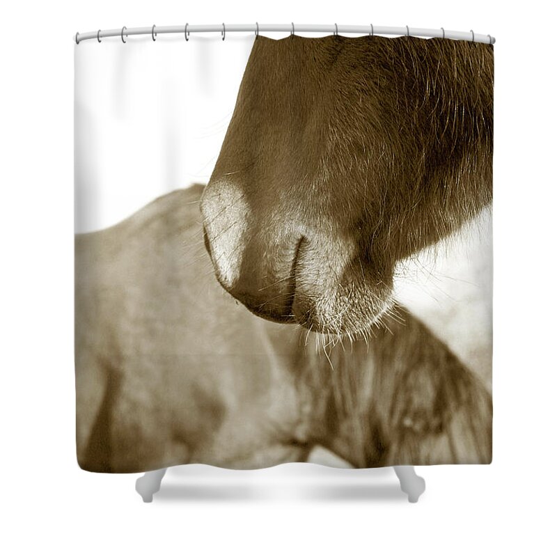 Horse Shower Curtain featuring the photograph Form of a Horse by Toni Hopper