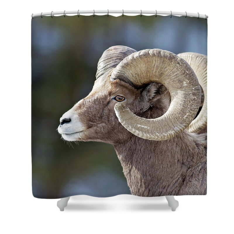 Bighorn Shower Curtain featuring the photograph Formation by Eilish Palmer