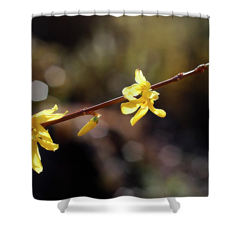 Nature Shower Curtain featuring the photograph Forsythia flowers by Helga Novelli