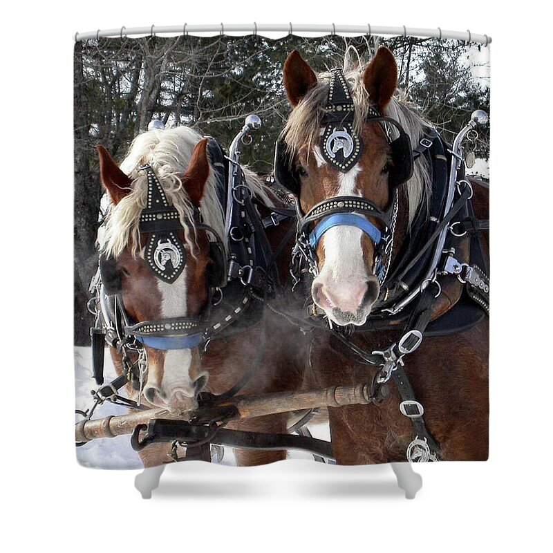 Animals Shower Curtain featuring the photograph Frosty Belgians by Sandra Huston