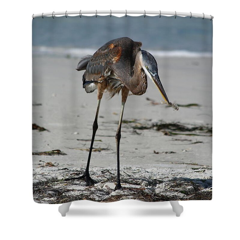  Heron Shower Curtain featuring the photograph Found A Shrimp by Christiane Schulze Art And Photography
