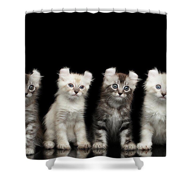 #faatoppicks Shower Curtain featuring the photograph Four American Curl Kittens with Twisted Ears Isolated Black Background by Sergey Taran
