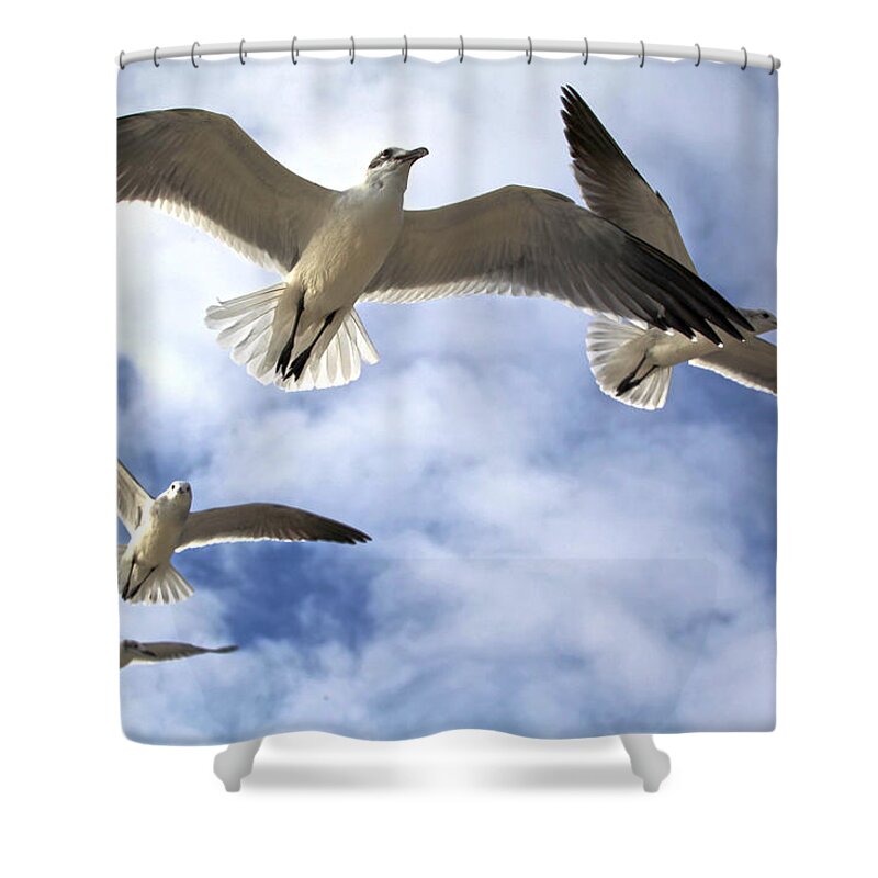 Gull Shower Curtain featuring the photograph Four Gulls by Robert Och
