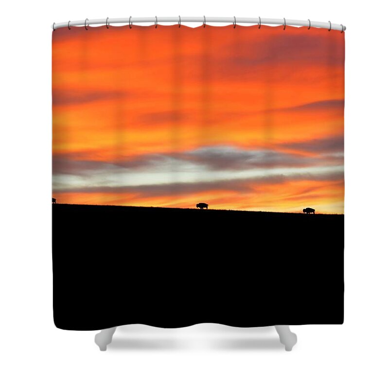 Bison Shower Curtain featuring the photograph Four Kings of the American Plains by Keith Stokes