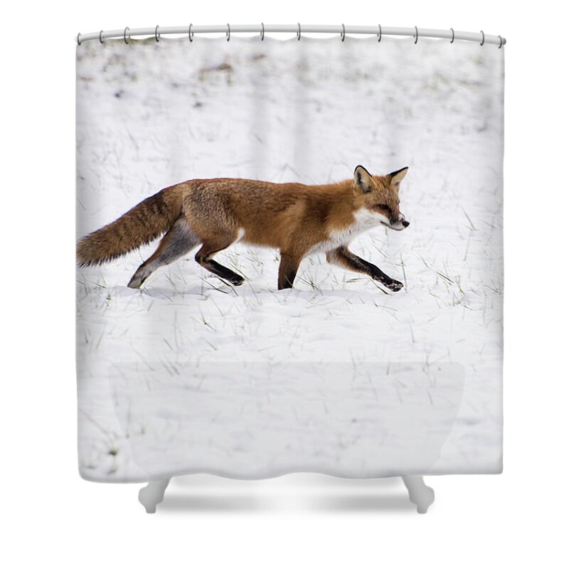 Red In Snow Fox 3 Shower Curtain featuring the photograph Fox 3 by Paul Ross