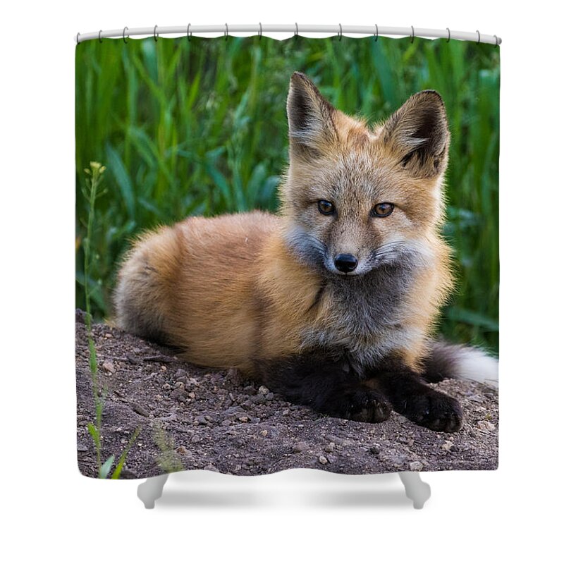 Red Fox Shower Curtain featuring the photograph Fox Kit at Dusk #1 by Mindy Musick King