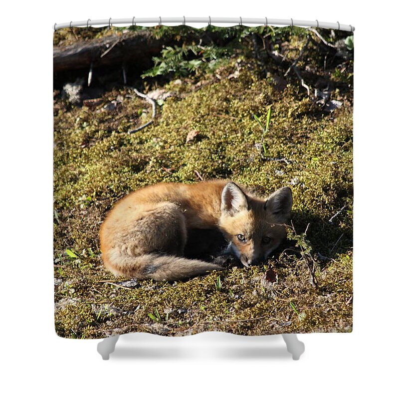 Fox Kit Shower Curtain featuring the photograph Fox Kit by Joi Electa
