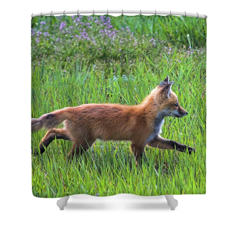 Fox Shower Curtain featuring the photograph Fox Trot by Alana Thrower