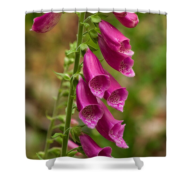 Photography Shower Curtain featuring the photograph Foxglove by Sean Griffin