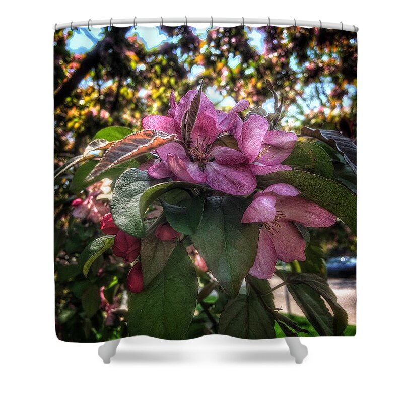 Blossoms Shower Curtain featuring the photograph Fragrant Blossoms of Spring by Nick Heap