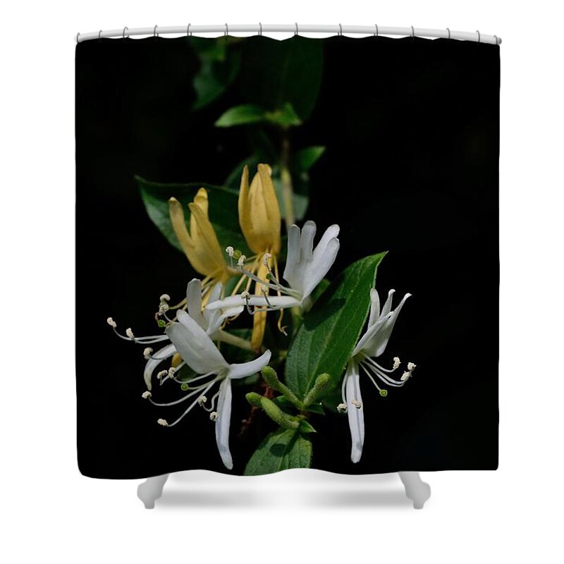 A Cluster Of Honeysuckle Providing Its Sweet Fragrance. Shower Curtain featuring the photograph Fragrant Honeysuckle by Karen Harrison Brown