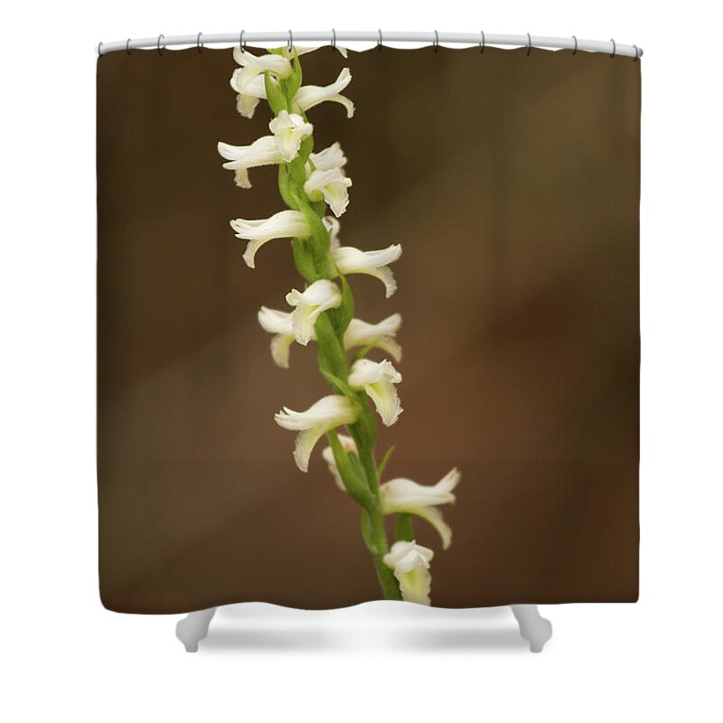 Ladiestresses Shower Curtain featuring the photograph Fragrant Ladiestresses  by Paul Rebmann