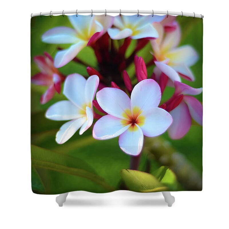 Photograph Shower Curtain featuring the photograph Fragrant Sunset by Kelly Wade