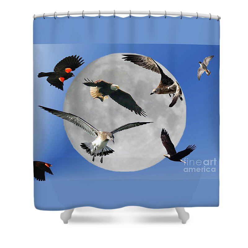 Bald Eagles Shower Curtain featuring the photograph Free As A Bird by Geoff Crego